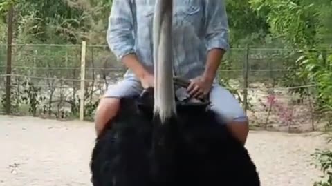 Ostrich Riding
