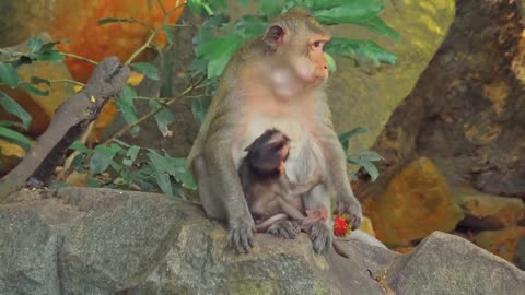 4K Quality Animal Footage - Monkeys Beautiful Scenes Episode 1 | Viral Monkey