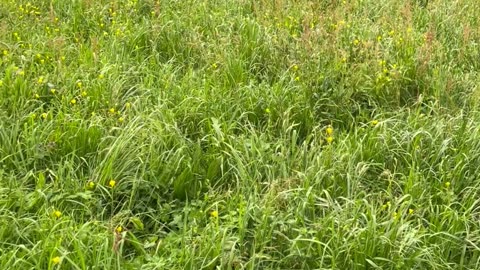 Dachshunds Frolic Through Tall Grass