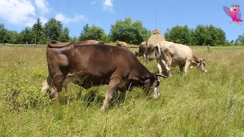 Happy Cows Mooing