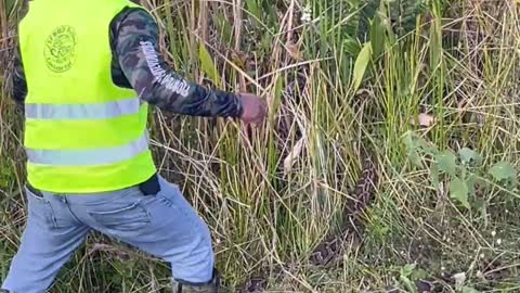 Python Hunting in the Everglades