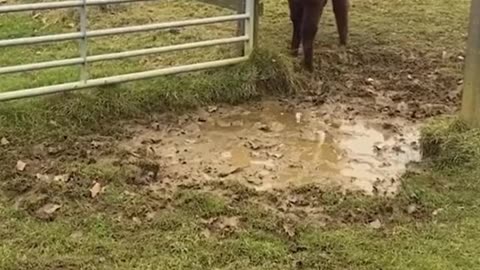 Lamas jumping over little pond