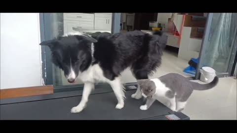 Cat and Dog Playing On the Treadmill