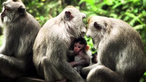 Monkey mother breastfeeds baby