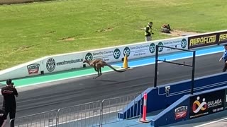 Kangaroo Ends Up On Sydney Dragway