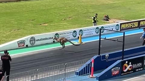 Kangaroo Ends Up On Sydney Dragway