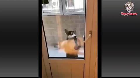 Full funny video cat funny moments 😂