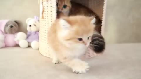 Mama Cat shares an adorable moment with her cute baby Kittens.