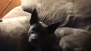 Dog’s head tilt though