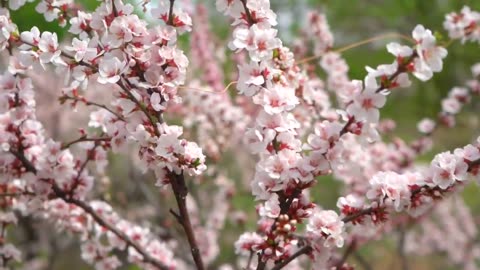 Most Beautiful Cherry Blossom in the World _ Free Stock Footage