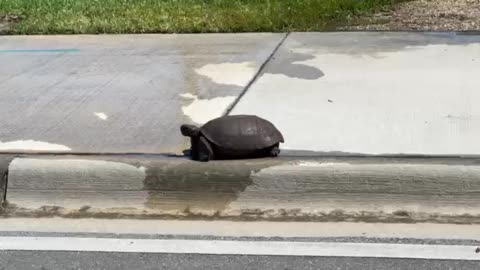 Turtle