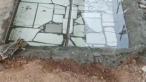 Swimming pool for birds