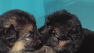 German Shepherd PUPPIES a few weeks old DAM CUTE!! Jule and Romes puppies PART 3