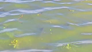 Carp-like fish on a river bank / beautiful fish in the water on a river bank.