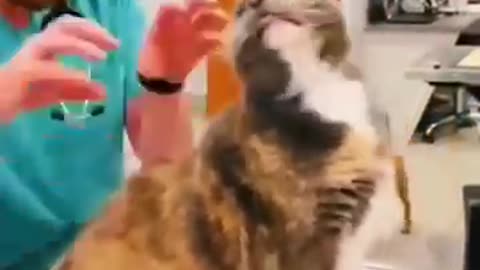 Animal Funny Video