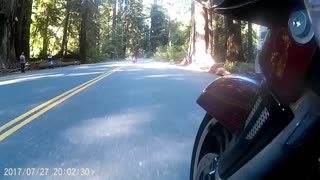 MORE OF THE GREAT REDWOODS PART 1