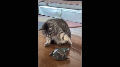 A cat communicates with a frog