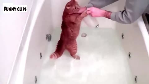 "Dogs and Cats Escaping Bath Time - Funniest Video Compilation"