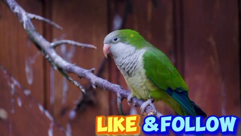 Bird monk parakeet plumage