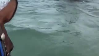 Dolphins checking out horses