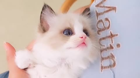 Viral cat | Funny Cat Videos | animal videos