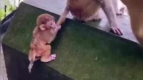 Funny Animal Video