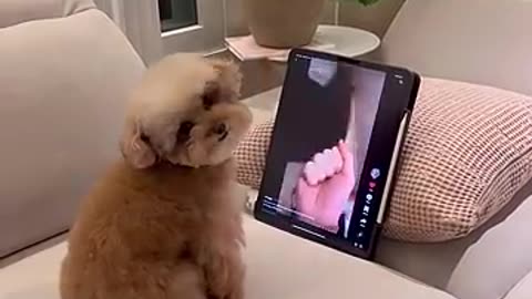 Dog fanniy video