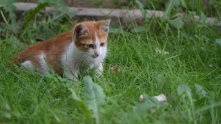 A pet kitten resting and trying to catch a bug in the grass