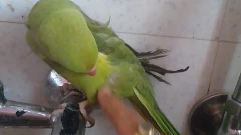 #parrot#shortsvideo