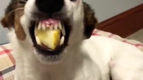 Funny Dog