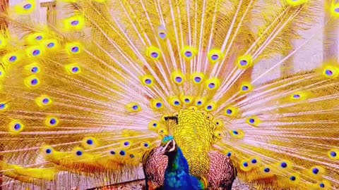Yellow peacock 🦚