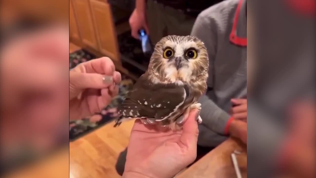 "Eyes of Enchantment: Captivating Moments with a Cute Owl"