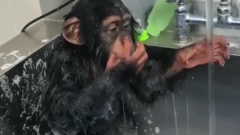 Monkey taking bath