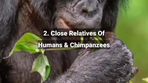 5 Unknown Facts About Bonobos #shorts