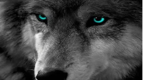 O silêncio dos lobos