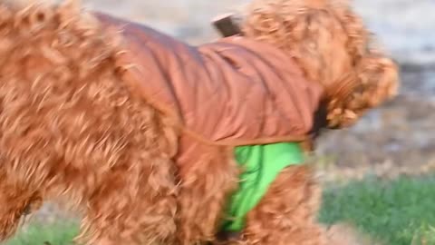 Jilly Labradoodle puppy stalks JJ Rescue Dog