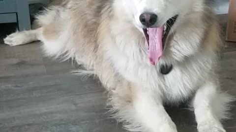 Yawning Malamute