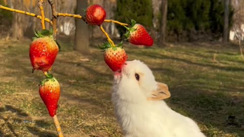 Make a strawberry tree for you, May you have a happy heart🍓#2023 The first rabbit #cute pet #rabbit