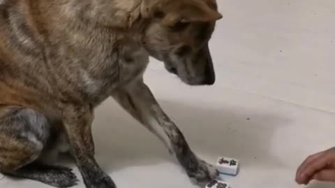 Smart dog play game