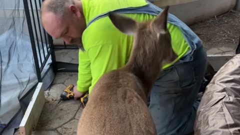 Deer Won't Let Husband Work