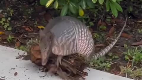 This Is How Armadillos Actually Collect Leaves For Their Lodges