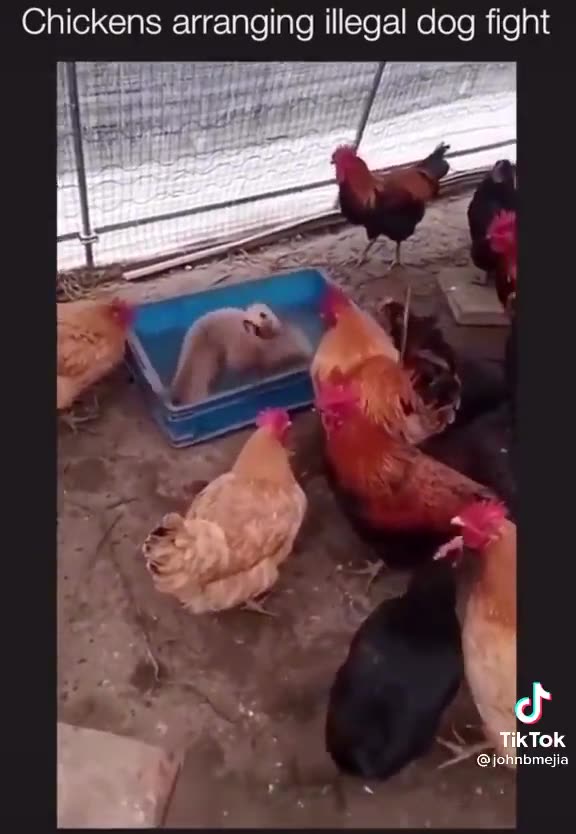 Fight in the arena between dogs watched by chickens