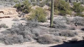 Tucson, Arizona Saguaro National Park and the beautiful cactuses. 2/4/23