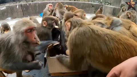 How polite and discipline monkey are sharing one box biscuits to monkey video