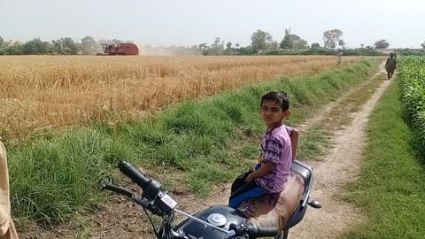 Wheat harvesting machine @ our field