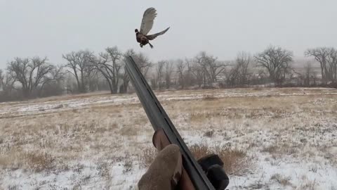 Pheasant Hunting in a Colorado snow storm