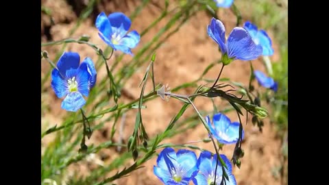 Momento Malum Today Episode 109 Flax Fusarium Resistance