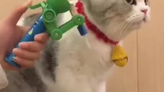 Cute pussy cat is Angry