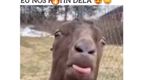 Vídeo de humor no Instagram ( página @SOLDADOLIGEIRO)