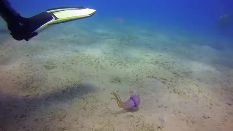 Beautiful Jellyfish eaten by a Sea Turtle